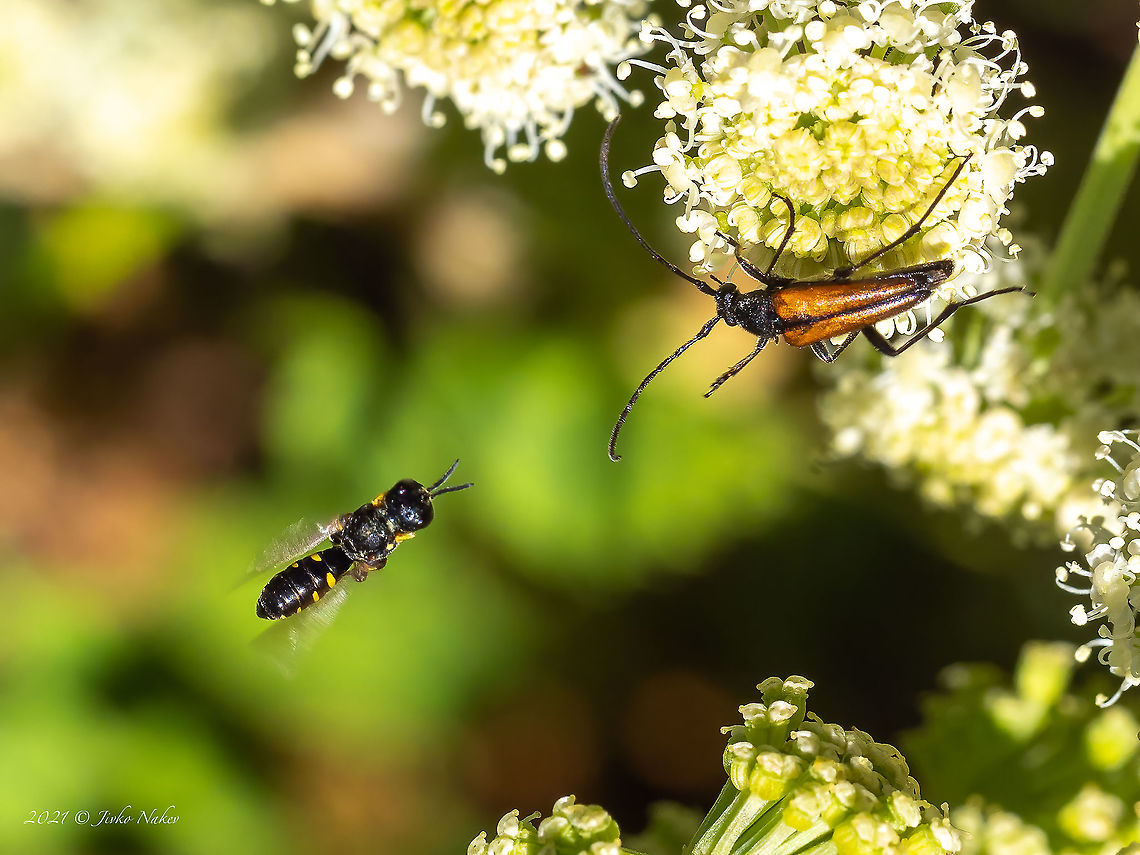 Ectemnius guttatus A small wasp caught in flight. Animal,Animalia,Apoidea,Arthropoda,Bulgaria,Crabronidae,Ectemnius guttatus,Europe,Geotagged,Hymenoptera,Insect,Insecta,Summer,Vitosha Mountain Nature Park,Wildlife