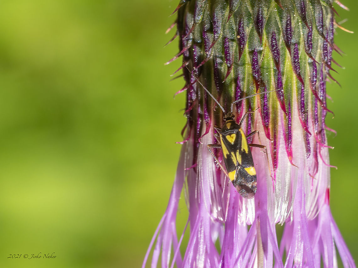Plant bug - Grypocoris sexguttatus  Animal,Animalia,Arthropoda,Bulgaria,Europe,Geotagged,Grypocoris sexguttatus,Hemiptera,Insect,Insecta,Miridae,Miroidea,Summer,Vitosha Mountain Nature Park,Wildlife