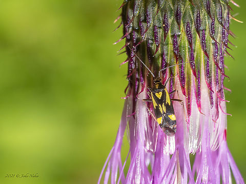Grypocoris sexguttatus
