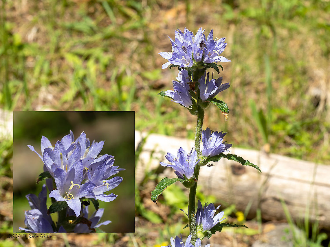 Bristly bellflower - Campanula cervicaria  Asterales,Bristly bellflower,Bulgaria,Campanula cervicaria,Campanulaceae,Eudicot,Flowering Plant,Geotagged,Magnoliophyta,Plantae,Summer,Wildlife
