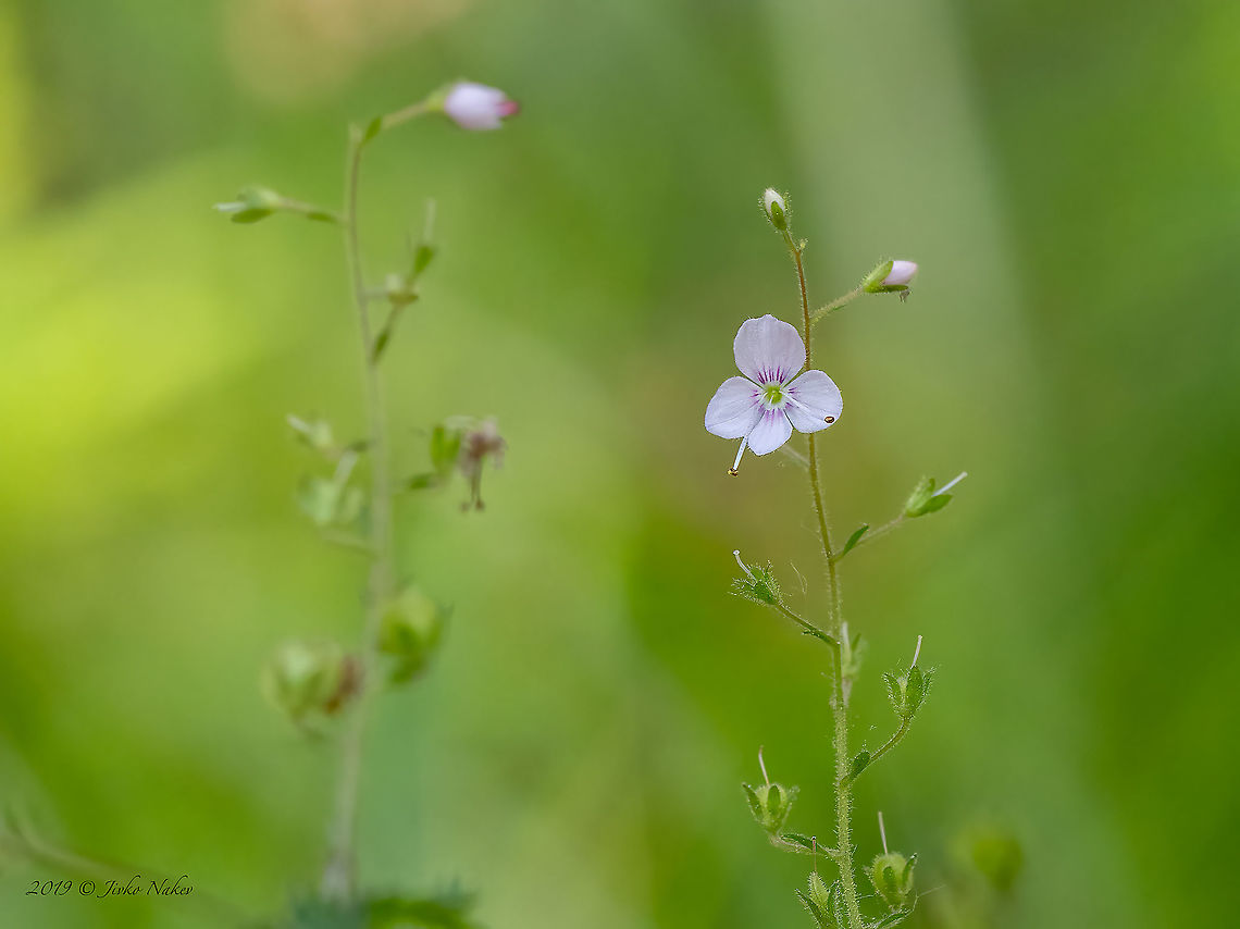 Nettle-leaf speedwell - Veronica urticifolia <figure class="photo"><a href="https://www.jungledragon.com/image/125574/nettle-leaf_speedwell_-_veronica_urticifolia.html" title="Nettle-leaf speedwell - Veronica urticifolia"><img src="https://s3.amazonaws.com/media.jungledragon.com/images/1332/125574_thumb.jpg?AWSAccessKeyId=05GMT0V3GWVNE7GGM1R2&Expires=1769040010&Signature=Vtyt4S%2BsHoMbnCBv0zGT%2B%2BN1xik%3D" width="116" height="152" alt="Nettle-leaf speedwell - Veronica urticifolia https://www.jungledragon.com/image/125572/nettle-leaf_speedwell_-_veronica_urticifolia.html Bulgaria,Eudicot,Europe,Flowering Plant,Geotagged,Lamiales,Magnoliophyta,Nettle-leaf speedwell,Plantae,Plantaginaceae,Summer,Veronica urticifolia,Vitosha Mountain Nature Park,Wildlife" /></a></figure> Bulgaria,Eudicot,Europe,Flowering Plant,Geotagged,Lamiales,Magnoliophyta,Nettle-leaf speedwell,Plantae,Plantaginaceae,Summer,Veronica urticifolia,Vitosha Mountain Nature Park,Wildlife