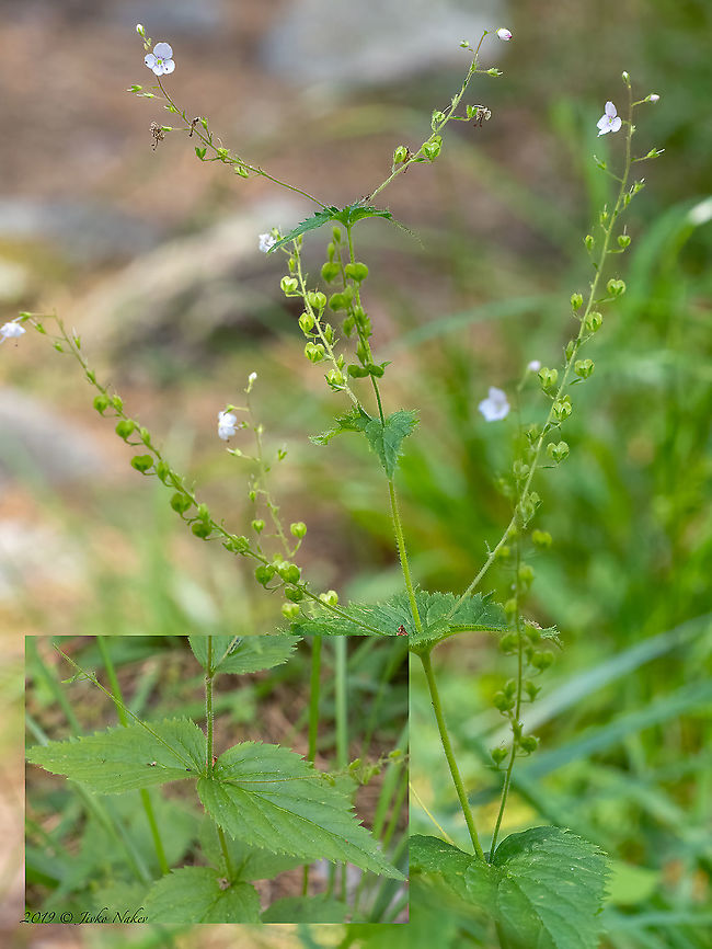Nettle-leaf speedwell - Veronica urticifolia <figure class="photo"><a href="https://www.jungledragon.com/image/125572/nettle-leaf_speedwell_-_veronica_urticifolia.html" title="Nettle-leaf speedwell - Veronica urticifolia"><img src="https://s3.amazonaws.com/media.jungledragon.com/images/1332/125572_thumb.jpg?AWSAccessKeyId=05GMT0V3GWVNE7GGM1R2&Expires=1769040010&Signature=fjaZ5N4kPSegRIvHHPtFKcMVzSo%3D" width="200" height="150" alt="Nettle-leaf speedwell - Veronica urticifolia https://www.jungledragon.com/image/125574/8b0733a3a1_a04_002_tf.html Bulgaria,Eudicot,Europe,Flowering Plant,Geotagged,Lamiales,Magnoliophyta,Nettle-leaf speedwell,Plantae,Plantaginaceae,Summer,Veronica urticifolia,Vitosha Mountain Nature Park,Wildlife" /></a></figure> Bulgaria,Eudicot,Europe,Flowering Plant,Geotagged,Lamiales,Magnoliophyta,Nettle-leaf speedwell,Plantae,Plantaginaceae,Summer,Veronica urticifolia,Vitosha Mountain Nature Park,Wildlife