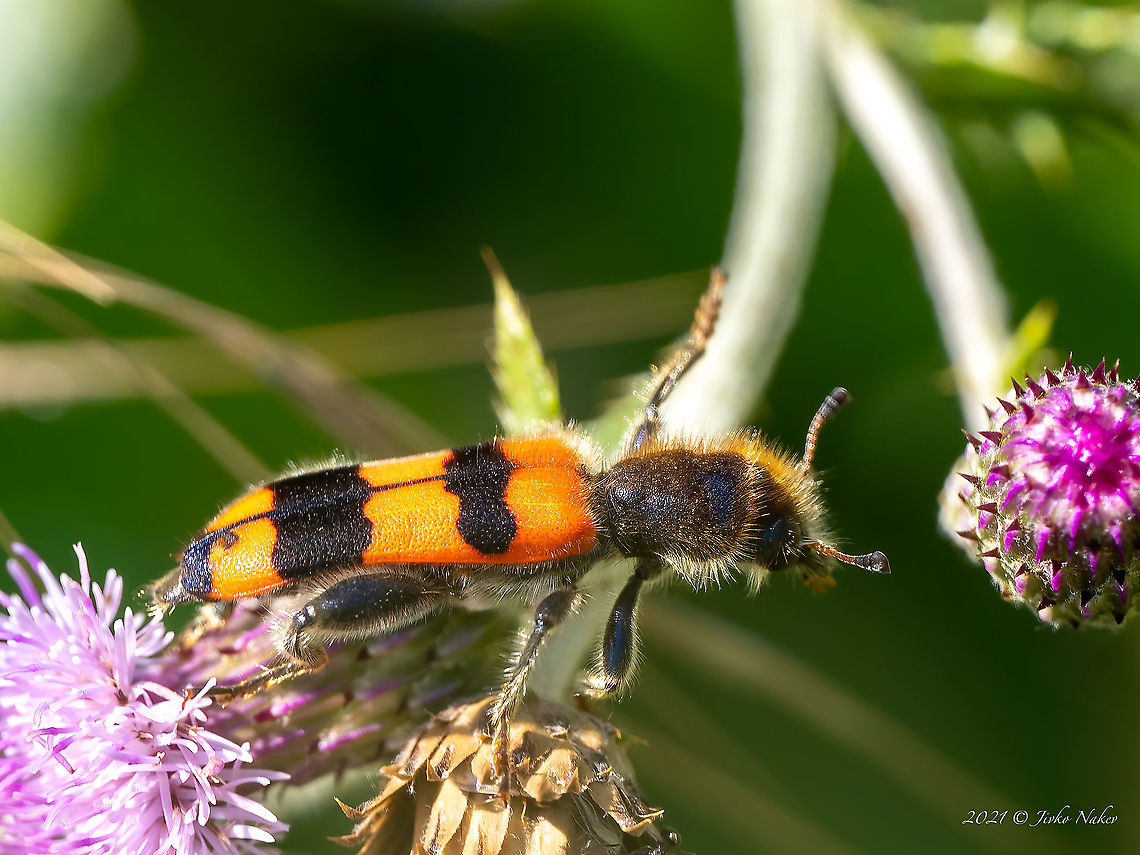 Trichodes crabroniformis.  Animal,Animalia,Arthropoda,Bulgaria,Checkered beetle,Cleridae,Clerioidea,Coleoptera,Europe,Geotagged,Insect,Insecta,Plovdiv,Summer,Trichodes crabroniformis,Trichodes crabroniformis.,Trud reservoir,Wildlife