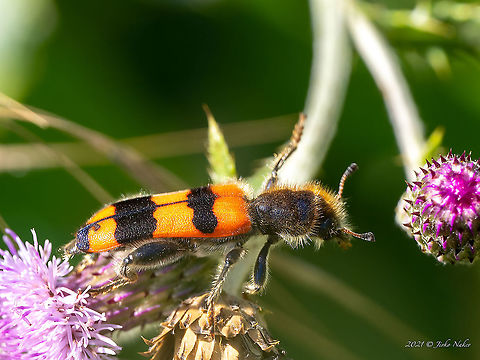 Trichodes crabroniformis.  Animal,Animalia,Arthropoda,Bulgaria,Checkered beetle,Cleridae,Clerioidea,Coleoptera,Europe,Geotagged,Insect,Insecta,Plovdiv,Summer,Trichodes crabroniformis,Trichodes crabroniformis.,Trud reservoir,Wildlife