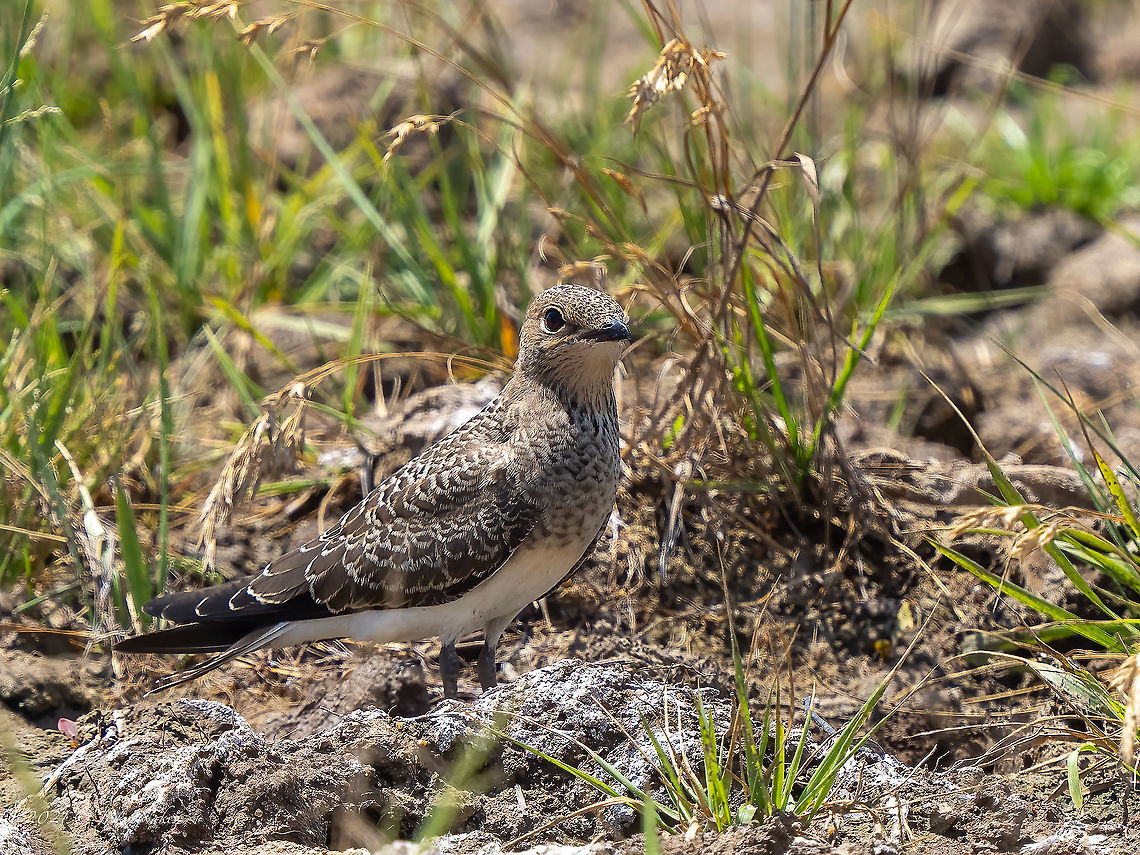 Collared pratincole chick - Glareola pratincola <figure class="photo"><a href="https://www.jungledragon.com/image/114254/collard_pratincole_-_glareola_pratincola.html" title="Collarеd Pratincole - Glareola pratincola"><img src="https://s3.amazonaws.com/media.jungledragon.com/images/1332/114254_thumb.jpg?AWSAccessKeyId=05GMT0V3GWVNE7GGM1R2&Expires=1759968010&Signature=gXXjhcRsv0mYobbgHKlLfduVtSU%3D" width="200" height="150" alt="Collarеd Pratincole - Glareola pratincola https://www.jungledragon.com/image/125815/collared_pratincole_chick_-_glareola_pratincola.html Animal,Animalia,Aves,Bird,Bulgaria,Charadriiformes,Chordata,Collared pratincole,Europe,Geotagged,Glareola pratincola,Glareolidae,Kaloyanovo reservoir,Plovdiv,Spring,Wildlife,collared pratincole" /></a></figure> Animal,Animalia,Aves,Bird,Bulgaria,Charadriiformes,Chordata,Collared pratincole,Europe,Geotagged,Glareola pratincola,Glareolidae,Plovdiv,Summer,Trud reservoir,Wildlife,collared pratincole