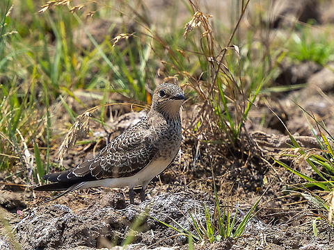 Collared pratincole chick - Glareola pratincola https://www.jungledragon.com/image/114254/collard_pratincole_-_glareola_pratincola.html Animal,Animalia,Aves,Bird,Bulgaria,Charadriiformes,Chordata,Collared pratincole,Europe,Geotagged,Glareola pratincola,Glareolidae,Plovdiv,Summer,Trud reservoir,Wildlife,collared pratincole