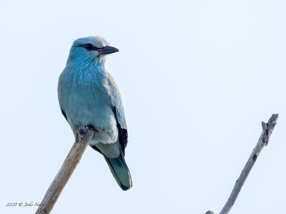 European roller - Coracias garrulus The photo was taken in backlight from the car. Animal,Animalia,Aves,Belene islands complex,Bird,Bulgaria,Chordata,Coracias garrulus,Coracidae,Coraciformes,Europe,European Roller,European roller,Geotagged,Spring,Wetland,Wildlife