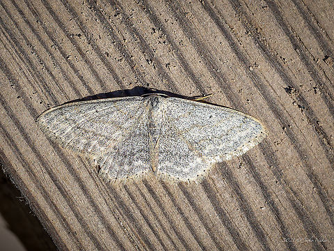 Satin wave - Idaea subsericeata I am not 100% sure of the correct identification. After a long search and comparison, I still tend to this species. Animal,Animalia,Arthropoda,Bulgaria,Europe,Geometer moth,Geometridae,Geometroidea,Geotagged,Idaea subsericeata,Insect,Insecta,Lepidoptera,Rila mountain,Satin wave,Summer,Wildlife
