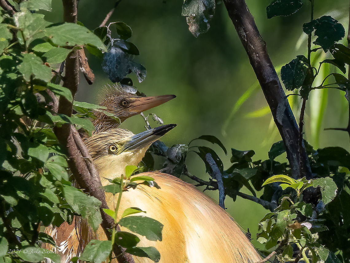 Squacco heron with chick - Ardeola ralloides Squacco heron with chick - Ardeola ralloides<br />
Huge crop Animal,Animalia,Ardeidae,Ardeola ralloides,Aves,Bird,Bulgaria,Chordata,Europe,Geotagged,Pelecaniformes,Squacco Heron,Squacco heron,Summer,Wildlife