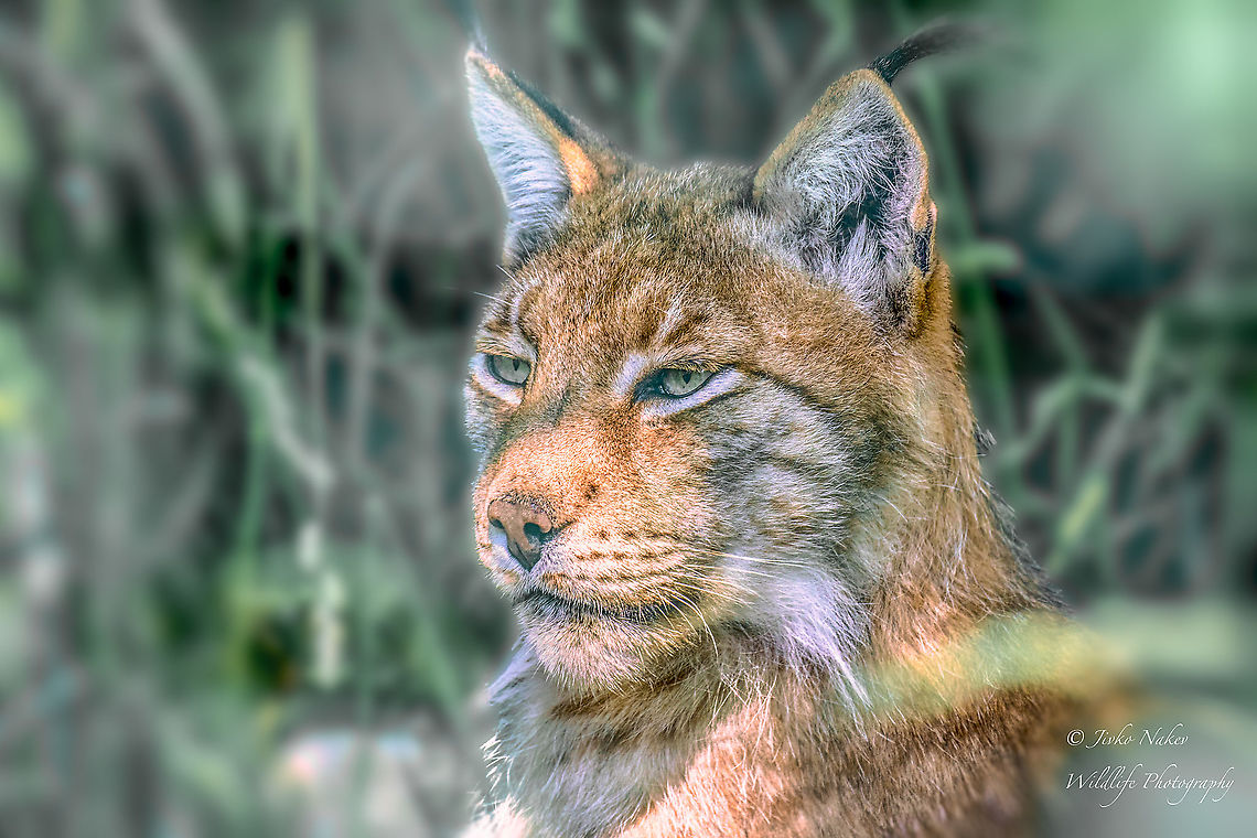 Eurasian lynx - Lynx lynx The photo was taken at the Sofia Zoo. <br />
He was so sad, he was just looking at a point somewhere in the distance and not paying any attention to what was happening around him!<br />
I don&rsquo;t like to photograph animals in zoos, but this beautiful animal was once part of the nature of our territory. Sadly, these animals disappeared from Bulgaria by the end of the last century, only rare individual observations are recorded in Western Balkan Mountains. Obviously, these lynxes are part of the population that formed in the last 20-25 years in Eastern Serbia by animals that settled on their own from the Carpathian Mountains, numbering about 30 individuals. Animal,Animalia,Bulgaria,Carnivora,Cats,Chordata,Critically endangered,Eurasian lynx,Europe,Felidae,Geotagged,Lynx lynx,Mammalia,Sofia,Sofia Zoo,Summer,Wildlife,mammals