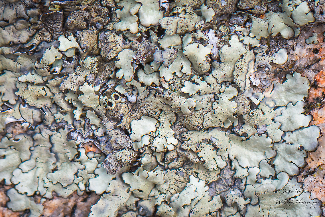 Xanthoparmelia cf. mougeotii Very difficult to identify by photo. This is probably the best match, but still not sure.  Ascomycota,Europe,Fungi,Fungus,Geotagged,Greece,Jivko Nakev photographer,Lecanorales,Lecanoromycetes,Nature,Parmeliaceae,Spring,Wildlife,Xanthoparmelia mougeotii,xanthoparmelia mougeotii