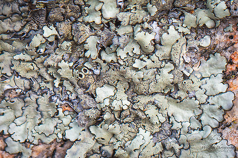 Xanthoparmelia cf. mougeotii Very difficult to identify by photo. This is probably the best match, but still not sure.  Ascomycota,Europe,Fungi,Fungus,Geotagged,Greece,Jivko Nakev photographer,Lecanorales,Lecanoromycetes,Nature,Parmeliaceae,Spring,Wildlife,Xanthoparmelia mougeotii,xanthoparmelia mougeotii