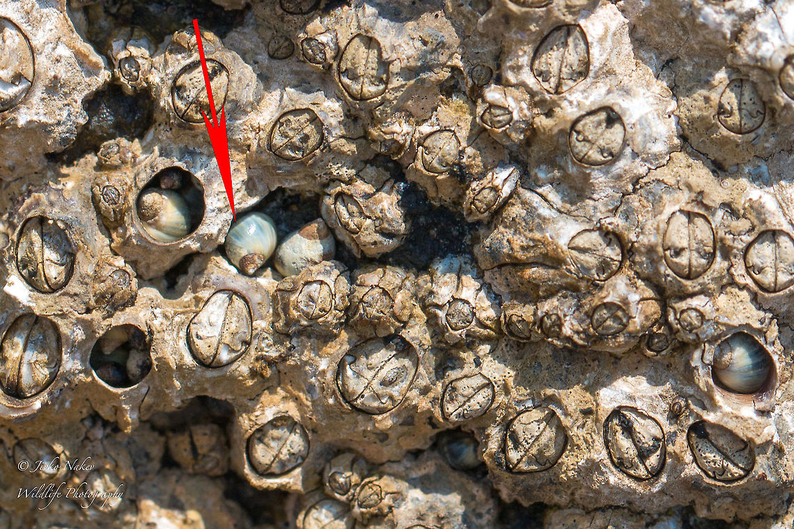 Small periwinkles - Melarhaphe neritoides Checking back my photos from past years I noticed here a few small snail shells, hidden in the barnacles' holes. I even don't know how to start the search! I could not find any information that would give me any direction. I will be happy if anyone can help.<br />
Correction: I am happy to identify them with the help of my friends from the Facebook group "Mollusca in Bulgaria" Animal,Animalia,Central Macedonia,Chalkidiki,Europe,Gastropoda,Geotagged,Greece,Littorinidae,Littorinimorpha,Melarhaphe neritoides,Mollusca,Sithonia,Spring,Sykia,Wildlife