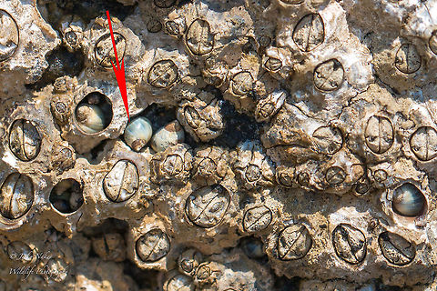 Melarhaphe neritoides