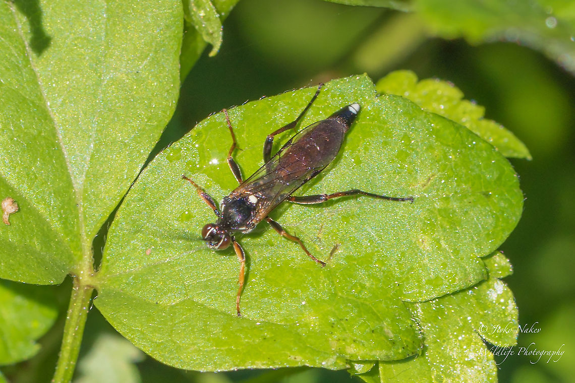 Ichneumon extensorius Yet another identified species from the archives. Back from 2017.  Animal,Animalia,Arthropoda,Bulgaria,Europe,Geotagged,Hymenoptera,Ichneumon extensorius,Ichneumonidae,Ichneumonoidea,Insect,Insecta,Parasitoid wasp,Sofia,South park,Summer,Wildlife