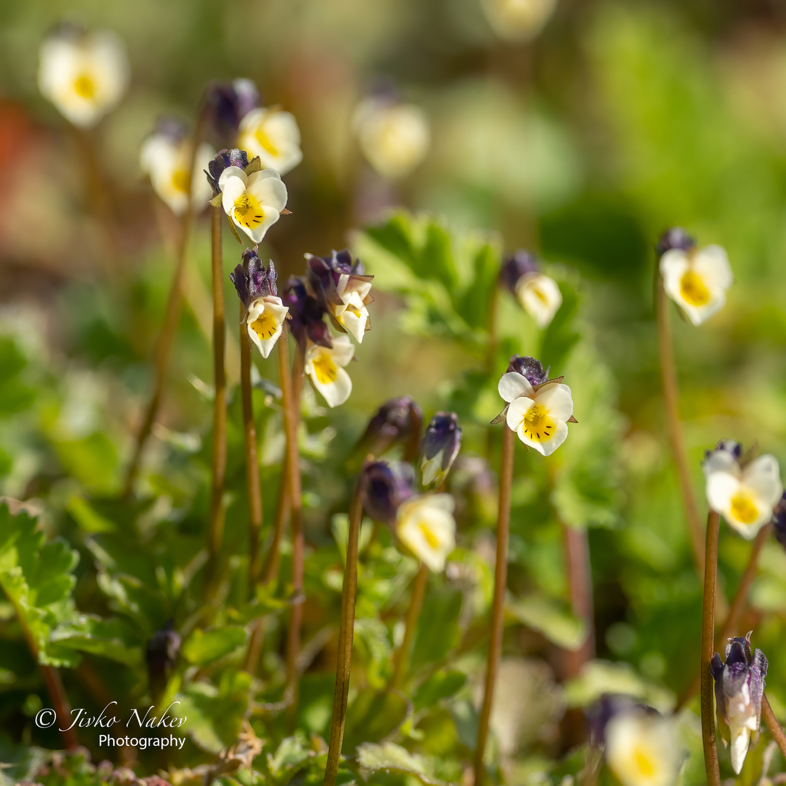 Dwarf violet - Viola kitaibeliana  Bulgaria,Chervenata stena protected area,Dwarf violet,Eudicot,Europe,Flowering Plant,Geotagged,Magnoliophyta,Malpighiales,Plantae,Rhodope mountains,Viola kitaibeliana,Violaceae,Wildlife,Winter