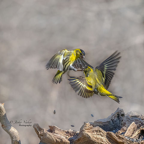 Eurasian siskins - Spinus spinus Eurasian siskins resolve an important dispute! Animal,Animalia,Aves,Bird,Bulgaria,Carduelis spinus,Chordata,Eurasian siskin,Europe,Finch,Fringillidae,Geotagged,Passeriformes,Passerine,Spinus spinus,Wildlife,Winter