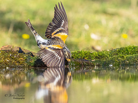 Brambling - Fringilla montifringilla  Animal,Animalia,Aves,Bird,Brambling,Bulgaria,Chordata,Dimitrovgrad,Europe,Finch,Fringilla montifringilla,Fringillidae,Geotagged,Passeriformes,Passerine,Wildlife,Winter