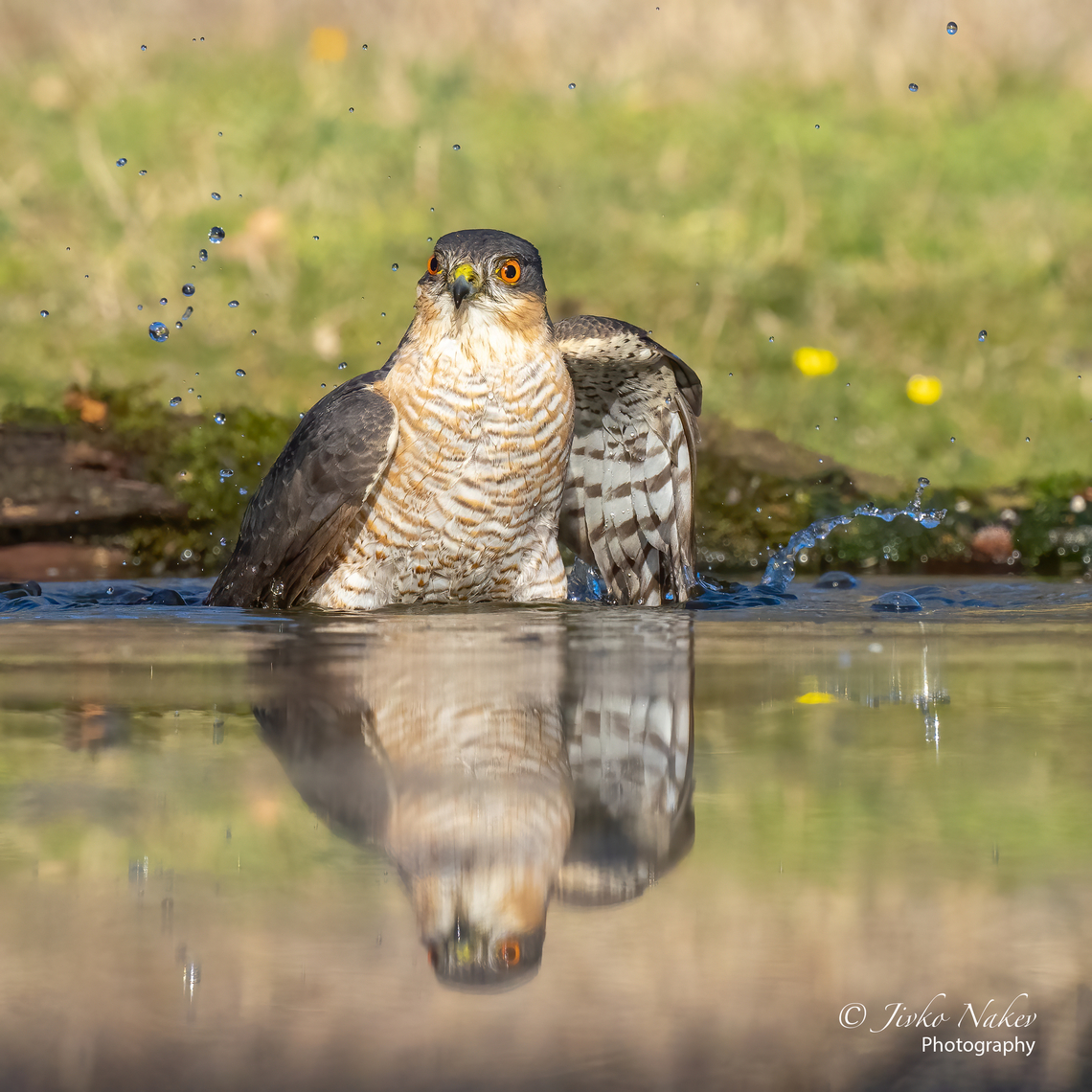 Eurasian sparrowhawk taking a bath - Accipiter nisus After several unsuccessful attempts to catch one of the little birds, flying like a fighter over the feeder, this guy was so kind to take a bath for more than 3 minutes and gave me the opportunity to take a hundred pictures - just a few meters from me. A beautiful bird. Accipiter nisus,Accipitridae,Accipitriformes,Animal,Animalia,Aves,Bird,Bird of prey,Bulgaria,Chordata,Dimitrovgrad,Eurasian Sparrowhawk,Eurasian sparrowhawk,Europe,Geotagged,Wildlife,Winter