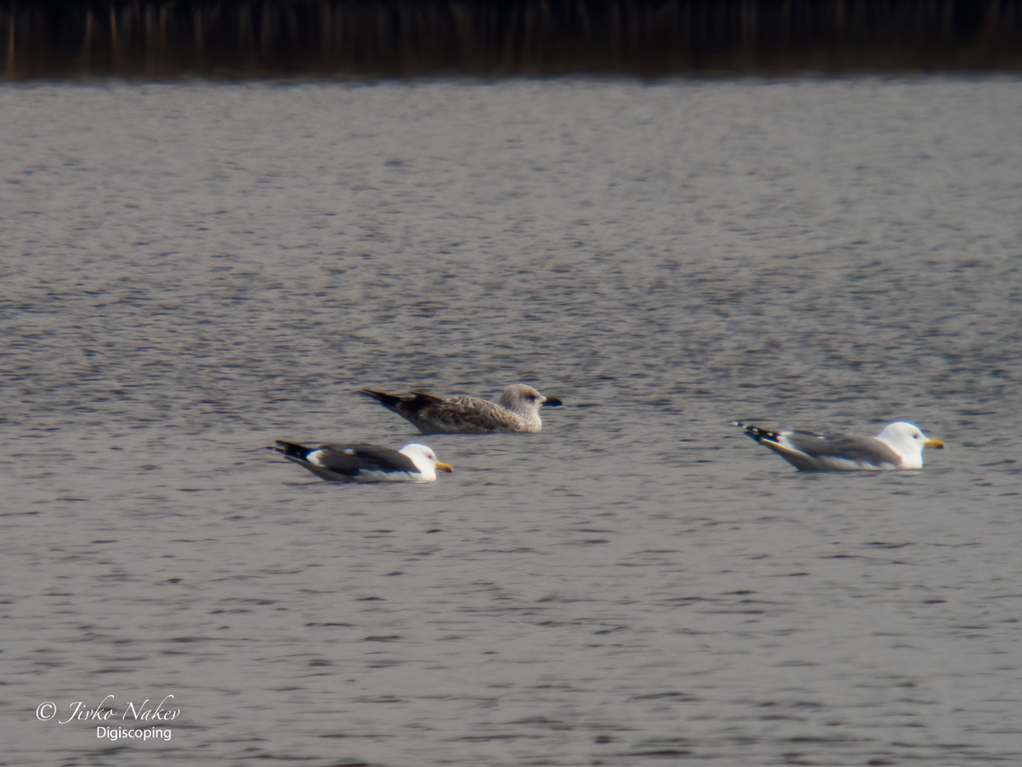 Lesser black-backed gull - Larus fuscus graellsii Today on the lake of Botunets near Sofia - Larus fuscus graellsii - the leftmost bird. Not very often observation of this species in Bulgaria and a new species for me. First experiments with Digiscoping. Distant shot. The photo was taken with an Olympus EM-1 MarkIII, the body directly attached to the Kowa TSN-883 eyepiece attachment, x35. It&#039;s a great game, with lots of pictures for the trash, but it&#039;s worth it. Well, the photo is not for an exhibition, but it seems pretty good for documenting the observation. Animal,Animalia,Aves,Bird,Botunets lake,Bulgaria,Charadriiformes,Chordata,Digiscoping,Europe,Geotagged,Laridae,Larus fuscus,Larus fuscus graellsii,Lesser Black-backed Gull,Lesser black-backed gull,Sofia,Wildlife,Winter