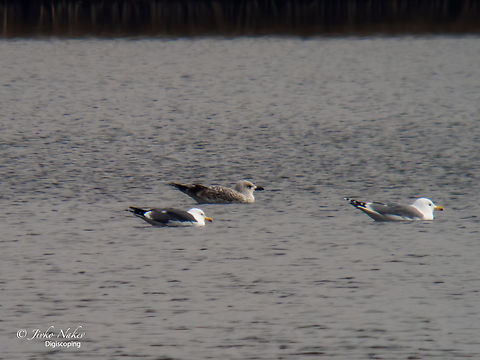 Lesser black-backed gull - Larus fuscus graellsii Today on the lake of Botunets near Sofia - Larus fuscus graellsii - the leftmost bird. Not very often observation of this species in Bulgaria and a new species for me. First experiments with Digiscoping. Distant shot. The photo was taken with an Olympus EM-1 MarkIII, the body directly attached to the Kowa TSN-883 eyepiece attachment, x35. It's a great game, with lots of pictures for the trash, but it's worth it. Well, the photo is not for an exhibition, but it seems pretty good for documenting the observation. Animal,Animalia,Aves,Bird,Botunets lake,Bulgaria,Charadriiformes,Chordata,Digiscoping,Europe,Geotagged,Laridae,Larus fuscus,Larus fuscus graellsii,Lesser Black-backed Gull,Lesser black-backed gull,Sofia,Wildlife,Winter