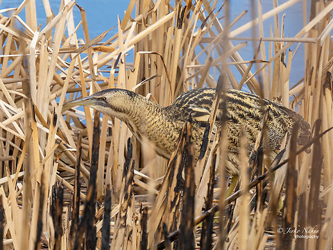 Great bittern - Botaurus stellaris  Animal,Animalia,Ardeidae,Aves,Bird,Botaurus stellaris,Bulgaria,Chordata,Eurasian Bittern,Europe,Geotagged,Great bittern,Mramor,Pelecaniformes,Sofia,Wildlife,Winter