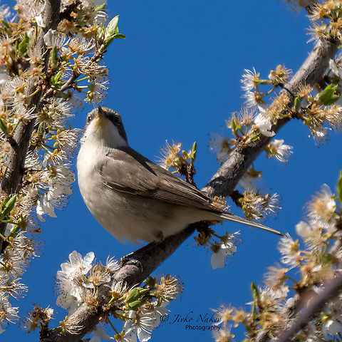 Lesser Whitethroat