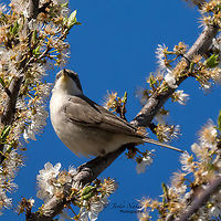 Lesser whitethroat - Sylvia curruca https://www.jungledragon.com/image/133153/lesser_whitethroat_-_sylvia_curruca.html Animal,Animalia,Aves,Bird,Bulgaria,Chordata,Europe,Geotagged,Lesser whitethroat,Passeriformes,Passerine,Sofia,Spring,Sylvia corruca,Sylvia curruca,Sylviidae,Wildlife