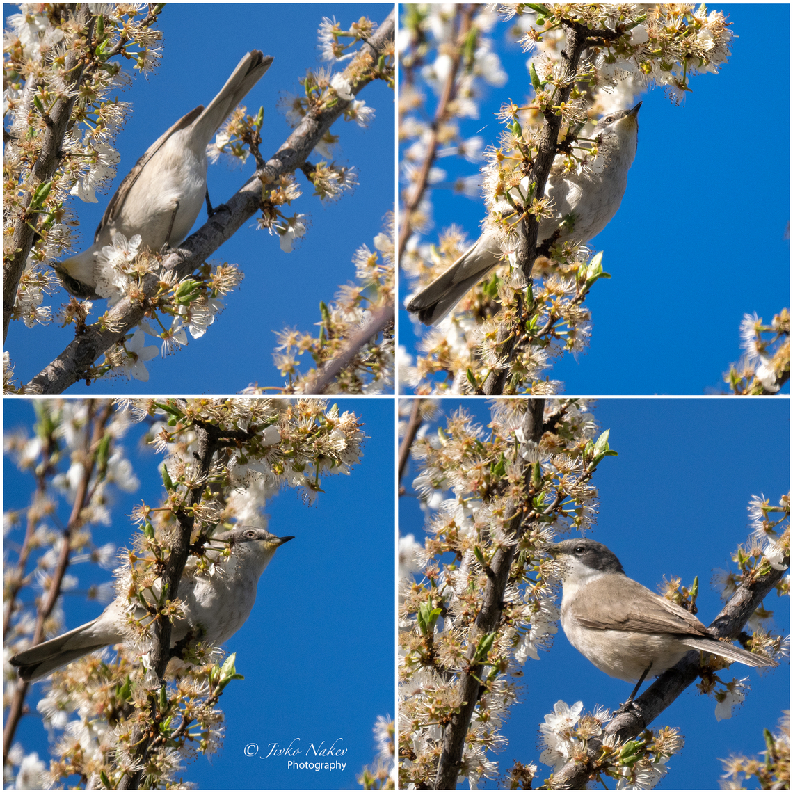 Lesser whitethroat - Sylvia curruca <figure class="photo"><a href="https://www.jungledragon.com/image/133151/lesser_whitethroat_-_sylvia_curruca.html" title="Lesser whitethroat - Sylvia curruca"><img src="https://s3.amazonaws.com/media.jungledragon.com/images/1332/133151_thumb.jpg?AWSAccessKeyId=05GMT0V3GWVNE7GGM1R2&Expires=1767225610&Signature=cNQTokdxyLf7JC2YBbUf6bhZrSw%3D" width="200" height="200" alt="Lesser whitethroat - Sylvia curruca https://www.jungledragon.com/image/133153/lesser_whitethroat_-_sylvia_curruca.html Animal,Animalia,Aves,Bird,Bulgaria,Chordata,Europe,Geotagged,Lesser whitethroat,Passeriformes,Passerine,Sofia,Spring,Sylvia corruca,Sylvia curruca,Sylviidae,Wildlife" /></a></figure> Animal,Animalia,Aves,Bird,Bulgaria,Chordata,Europe,Geotagged,Lesser whitethroat,Passeriformes,Passerine,Sofia,Spring,Sylvia curruca,Sylviidae,Wildlife