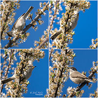 Lesser whitethroat - Sylvia curruca https://www.jungledragon.com/image/133151/lesser_whitethroat_-_sylvia_curruca.html Animal,Animalia,Aves,Bird,Bulgaria,Chordata,Europe,Geotagged,Lesser whitethroat,Passeriformes,Passerine,Sofia,Spring,Sylvia curruca,Sylviidae,Wildlife