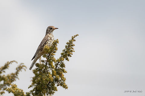 Mistle trush - Turdus viscivorus Somehow I missed to upload this photo from 2019.  Animal,Animalia,Aves,Bird,Bulgaria,Chordata,Europe,Geotagged,Mistle Thrush,Mistle trush,Nature,Passeriformes,Passerine,Sofia,Spring,Turdidae,Turdus viscivorus,Wildlife