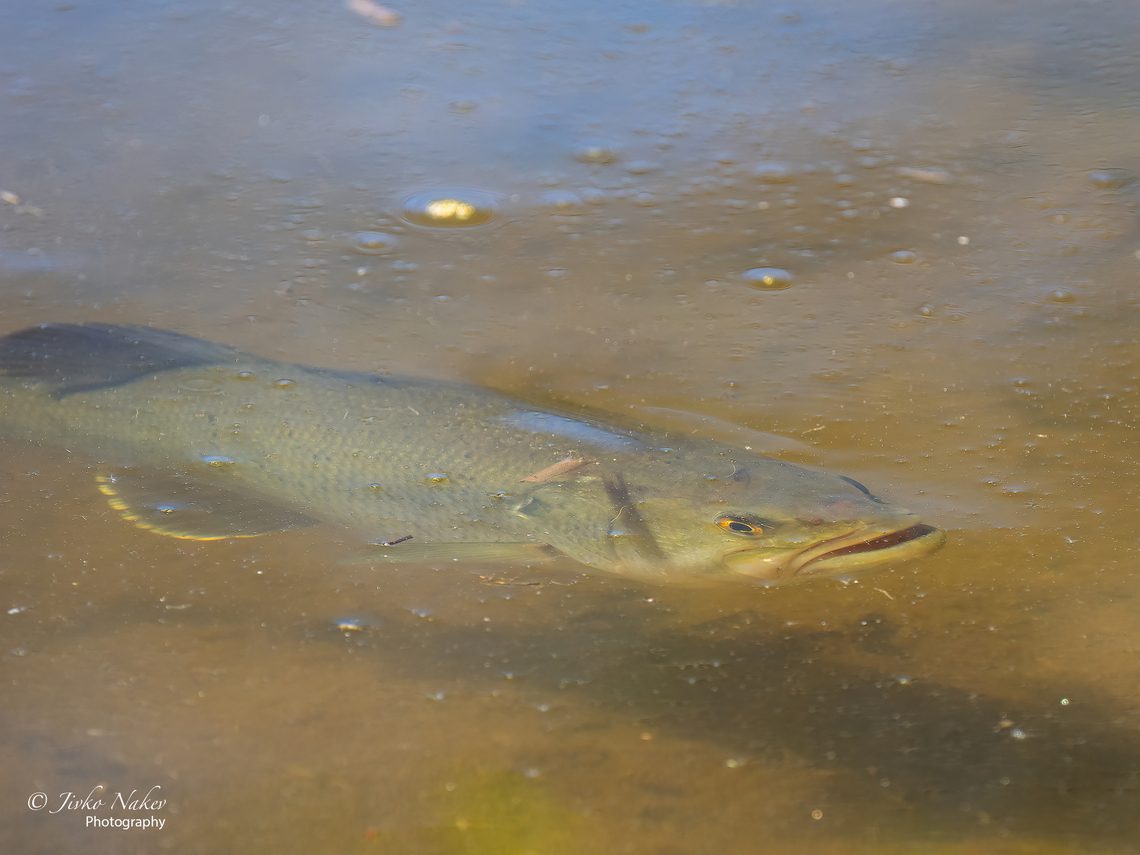 Largemouth bass - Micropterus salmoides  Actinoperygii,Animal,Animalia,Bulgaria,Centrarchidae,Chordata,Europe,Geotagged,Invasive species,Largemouth Bass,Micropterus salmoides,Perciformes,Ray-finned fish,Sofia,South park,Spring,Wildlife