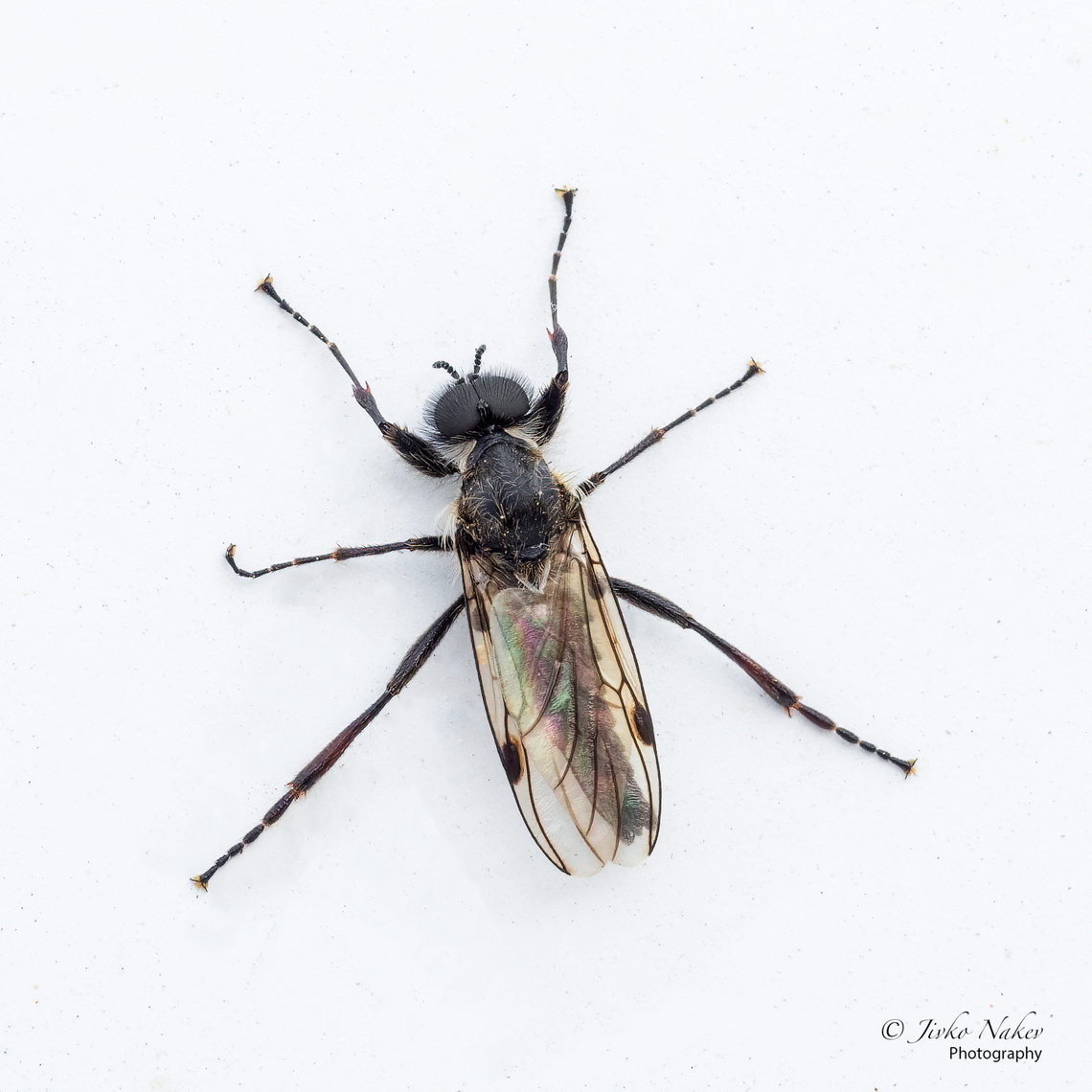 Reticulate bibio - Bibio reticulatus  Animal,Animalia,Arthropoda,Bibio reticulatus,Bibionidae,Bulgaria,Diptera,Europe,Geotagged,Insect,Insecta,Reticulate bibio,Sofia,Spring,Wildlife