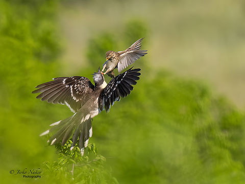 Great spotted cuckoo attacked by a small corn bunting - Clamator glandarius A rare migratory bird in Bulgaria. 
The Great spotted cuckoo - Clamator glandarius - is already on my list of photographed species.
It's been a long time since I've experienced such excitement when shooting a new species for me. I don't know how long we wandered around the area when she was last spotted a couple of days ago, hoping to at least see her when she suddenly landed on the road in front of us and started picking caterpillars. I didn't have time to check the camera settings, I just aimed it and pulled the trigger as she jumped back and forth, shoved herself into the bushes, and showed up again, while a corn bunting bothered her and was obviously looking for a confrontation! I am really pleased with this shot! Animal,Animalia,Aves,Besaparski hills protected area,Bird,Brood parasite,Bulgaria,Bunting,Chordata,Clamator glandarius,Corn bunting,Cuculidae,Cuculiformes,Emberiza calandra,Emberizidae,Europe,Great spotted cuckoo,Migratory bird,Parasitic bird,Passeriformes