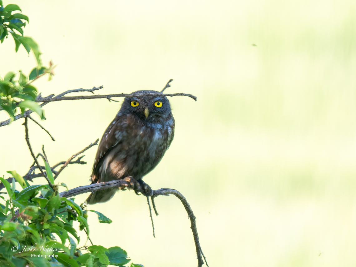 Little owl - Athene noctua This well-distributed owl always escaped me in Bulgaria. And now she wasn't very cooperative - she was perched in the deep shade of a tree and watching me quite critically. I was shooting hidden behind my car, and as soon as I showed up a little more, she immediately flew away. Animal,Animalia,Athene noctua,Aves,Besaparski hills protected area,Bird,Bulgaria,Chordata,Europe,Geotagged,Little  Owl,Little owl,Rhodope mountains,Spring,Strigidae,Strigiformes,Wildlife