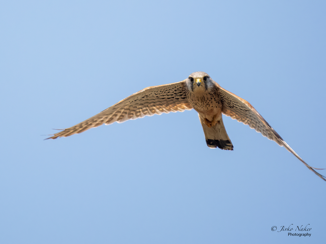 Common kestrel - Falco tinnunculus  Agios Mamas wetland,Animal,Animalia,Aves,Bird,Central Macedonia,Chordata,Common Kestrel,Common kestrel,Europe,Falco tinnunculus,Falcon,Falconidae,Falconiformes,Geotagged,Greece,Spring,Wildlife