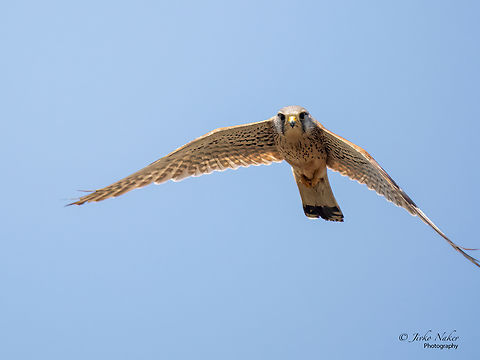 Common kestrel - Falco tinnunculus  Agios Mamas wetland,Animal,Animalia,Aves,Bird,Central Macedonia,Chordata,Common Kestrel,Common kestrel,Europe,Falco tinnunculus,Falcon,Falconidae,Falconiformes,Geotagged,Greece,Spring,Wildlife