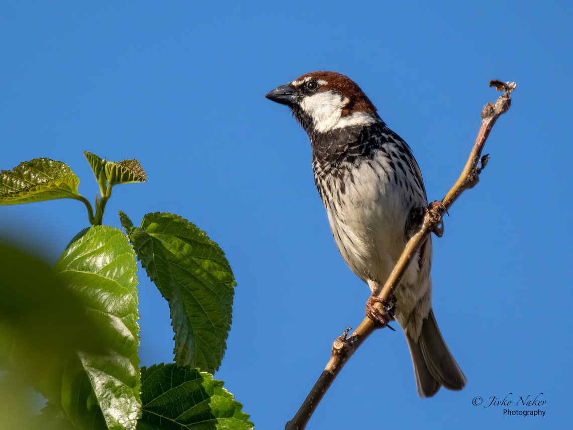 Spanish sparrow - Passer hispaniolensis  Animal,Animalia,Aves,Bird,Chordata,Europe,Geotagged,Greece,Passer hispaniolensis,Passeridae,Passeriformes,Passerine,Spanish sparrow,Spring,Wildlife