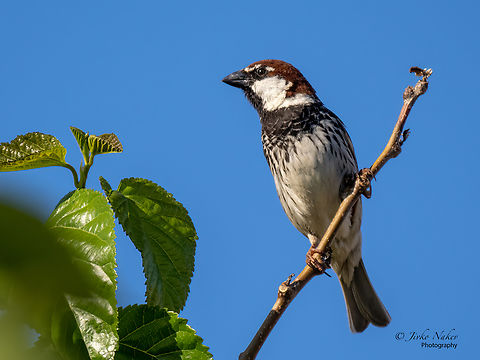 Spanish sparrow - Passer hispaniolensis  Animal,Animalia,Aves,Bird,Chordata,Europe,Geotagged,Greece,Passer hispaniolensis,Passeridae,Passeriformes,Passerine,Spanish sparrow,Spring,Wildlife