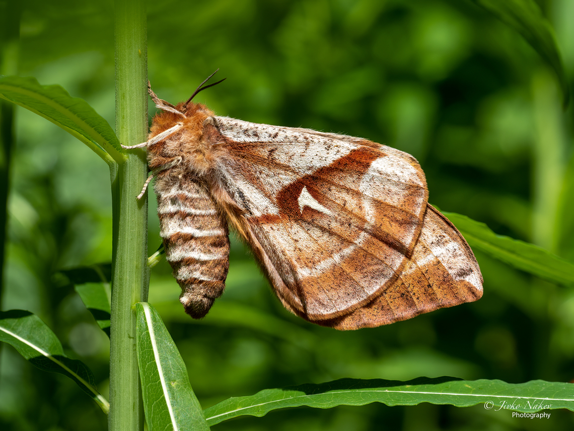 Tau Emperor moth - Aglia tau  Aglia tau,Animal,Animalia,Arthropoda,Bombycoidea,Bulgaria,Europe,Geotagged,Insect,Insecta,Lepidoptera,Saturniidae,Spring,Tau Emperor Moth,Tau Emperor moth,Vitosha Mountain Nature Park,Wildlife
