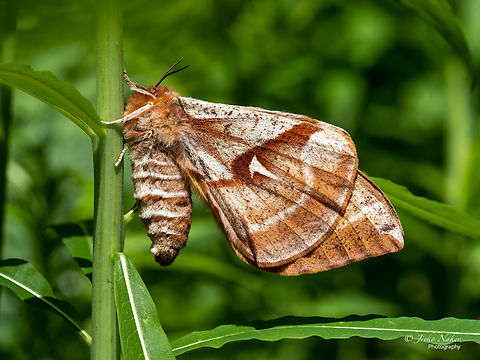 Tau Emperor moth - Aglia tau  Aglia tau,Animal,Animalia,Arthropoda,Bombycoidea,Bulgaria,Europe,Geotagged,Insect,Insecta,Lepidoptera,Saturniidae,Spring,Tau Emperor Moth,Tau Emperor moth,Vitosha Mountain Nature Park,Wildlife