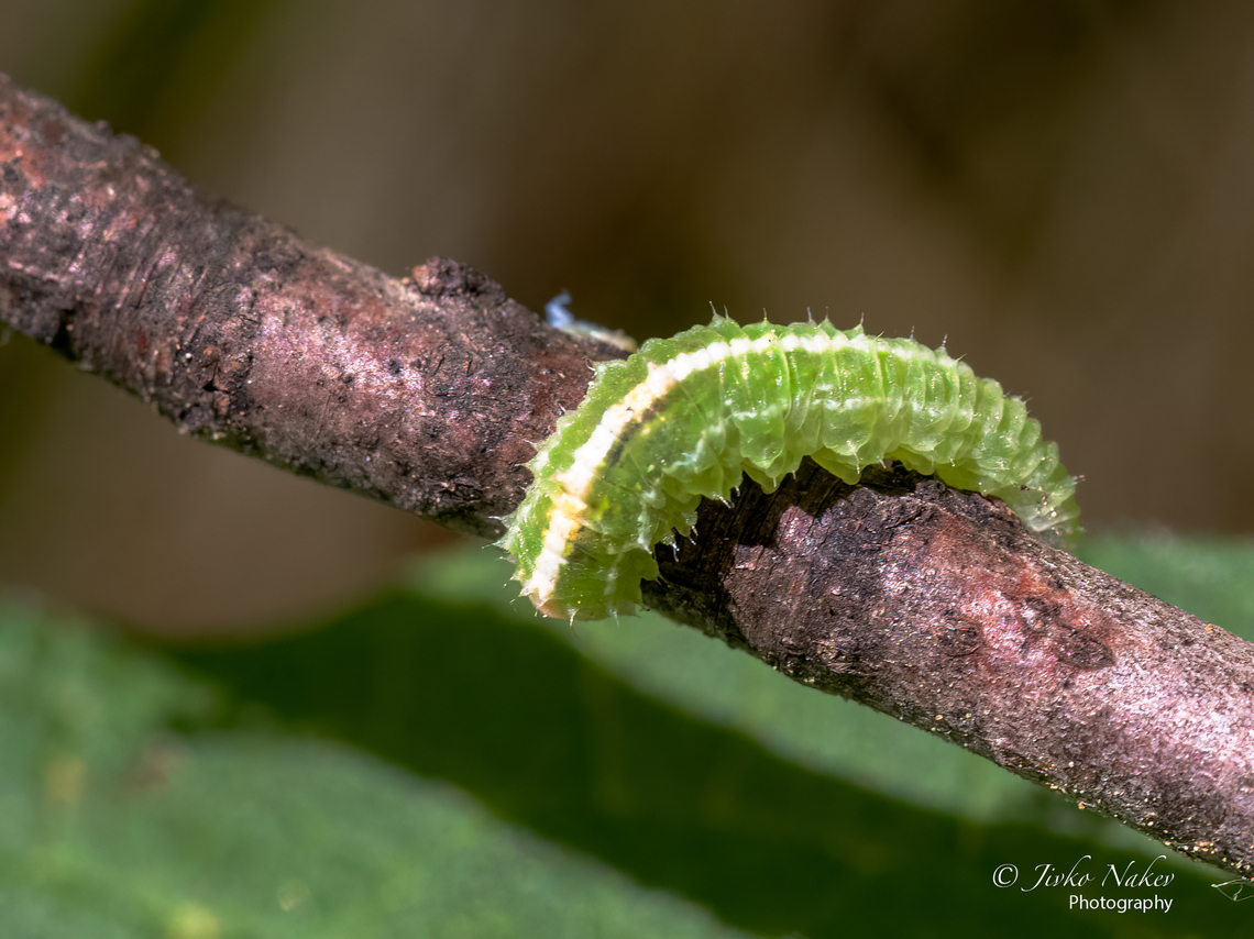Pied hoverfly larva - Scaeva pyrastri  Animal,Animalia,Arthropoda,Bulgaria,Diptera,Europe,Geotagged,Insect,Insecta,Pied Hover Fly,Pied hoverfly,Scaeva pyrastri,Spring,Syrphid fly,Syrphidae,Vitosha Mountain Nature Park,Wildlife