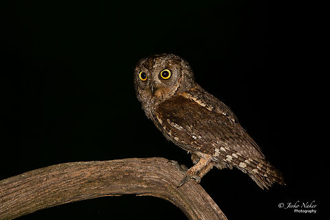 Eurasian scops owl - Otus scops  Animal,Animalia,Aves,Bird,Bulgaria,Chordata,Dimitrovgrad,Eurasian scops owl,Europe,European scops owl,Geotagged,Otus scops,Spring,Strigidae,Strigiformes,Wildlife