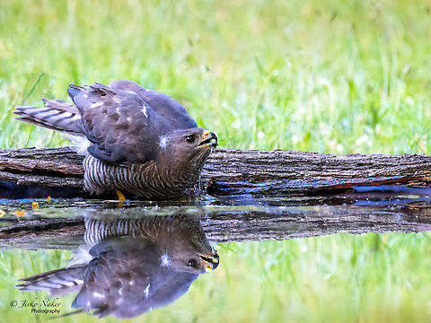 Levant sparrowhawk - Accipiter brevipes  Accipiter brevipes,Accipitridae,Accipitriformes,Animal,Animalia,Aves,Bird,Bird of prey,Bulgaria,Chordata,Dimitrovgrad,Europe,Geotagged,Levant Sparrowhawk,Levant sparrowhawk,Migratory bird,Spring,Wildlife