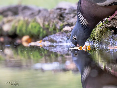 Thirst Common wood pigeon - Columba palumbus Animal,Animalia,Aves,Bird,Bulgaria,Chordata,Columba palumbus,Columbidae,Columbiformes,Common Wood Pigeon,Common wood pigeon,Dimitrovgrad,Europe,Geotagged,Spring,Wildlife