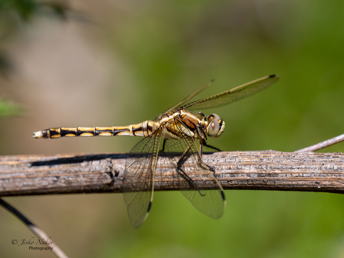 White-tailed skimmer female - Orthetrum albistylum  Animal,Animalia,Arthropoda,Bulgaria,Chelopechene wetland,Dragonfly,Europe,Geotagged,Insect,Insecta,Libellulidae,Odonata,Orthetrum albistylum,Skimmer,Sofia,Spring,White-tailed Skimmer,White-tailed skimmer,Wildlife