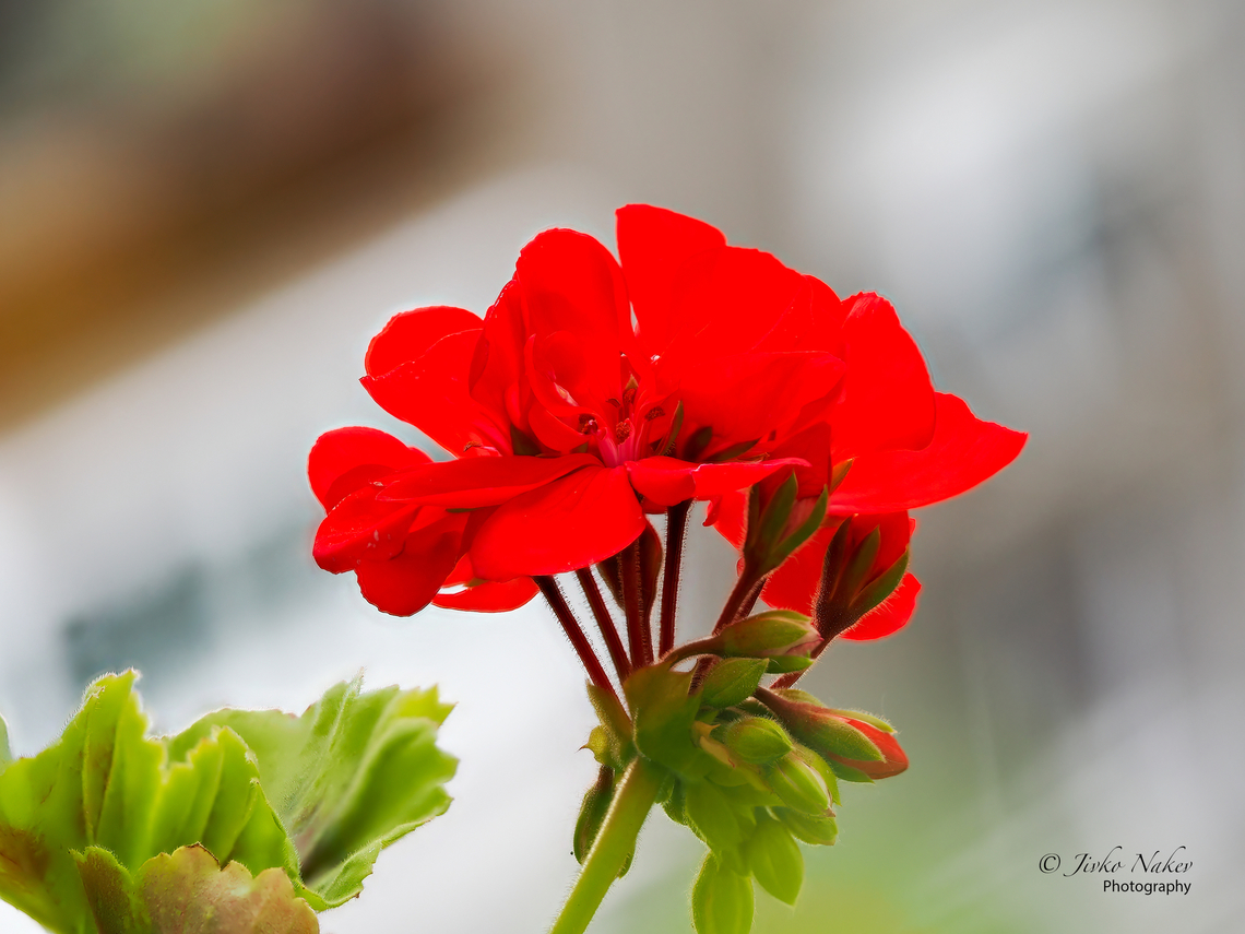 Pelargonium x hortorum - Zonal geranium  Bulgaria,Eudicot,Europe,Flowering Plant,Geotagged,Geraniaceae,Geraniales,Magnoliophyta,Pelargonium x hortorum,Pelargonium &times; hortorum,Pelargorium x hortorum,Plantae,Sofia,Spring,Wildlife,Zonal geranium
