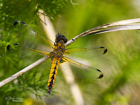 Scarce Chaser - Libellula fulva  Animal,Animalia,Arthropoda,Bulgaria,Chelopechene wetland,Dragonfly,Europe,Geotagged,Insect,Insecta,Libellula fulva,Libellulidae,Odonata,Scarce Chaser,Scarce chaser,Skimmer,Sofia,Spring,Wildlife