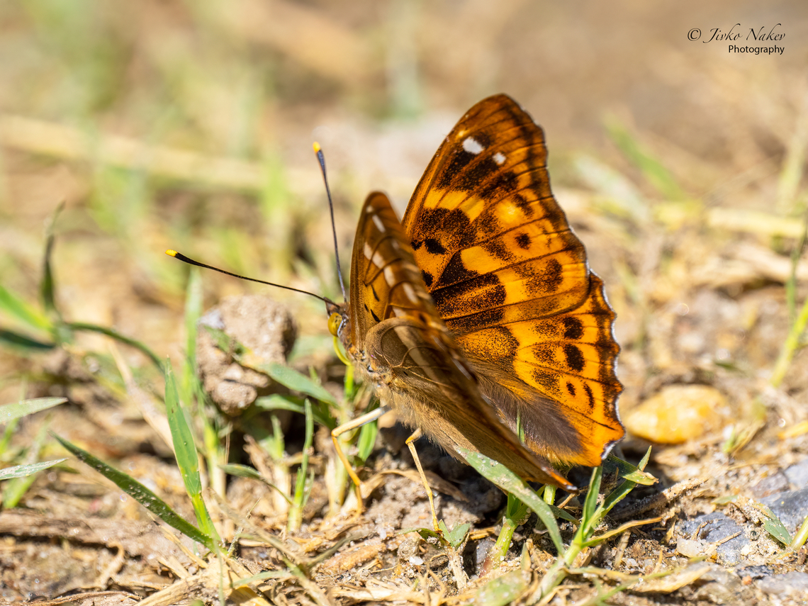 Lesser purple emperor - Apatura ilia  Animal,Animalia,Apatura ilia,Arthropoda,Brush-footed butterfly,Bulgaria,Chelopechene wetland,Europe,Geotagged,Insect,Insecta,Lepidoptera,Lesser purple emperor,Nymphalidae,Papilionoidea,Sofia,Spring,Wildlife