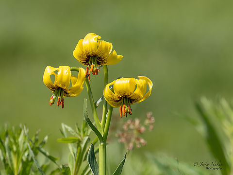 Mountain lily - Lilium jankae  Balkan endemic species,Bistrishko Branishte Nature Reserve,Bulgaria,Europe,Flowering Plant,Geotagged,Liliaceae,Liliales,Lilium jankae,Magnoliophyta,Monocot,Mountain lily,Plantae,Spring,Vitosha Mountain Nature Park,Wildlife,Yanka's lily